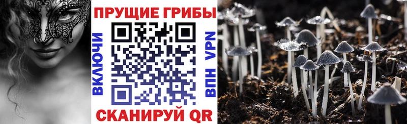 Галлюциногенные грибы Magic Shrooms дарк нет официальный сайт Лысково где можно купить